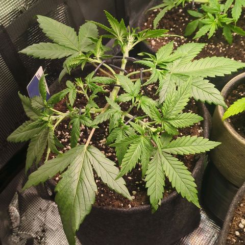 Cream Caramel Auto 1 growlog timeline photo