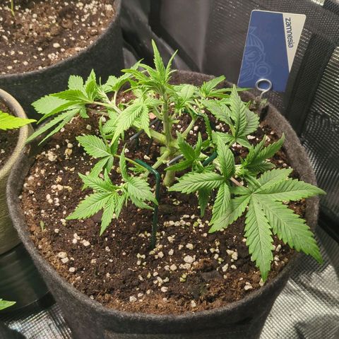 Cream Caramel Auto 2 growlog timeline photo