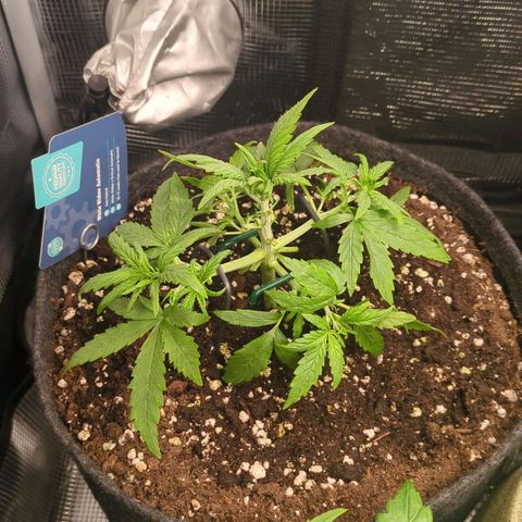 White Widow Automatic growlog timeline photo