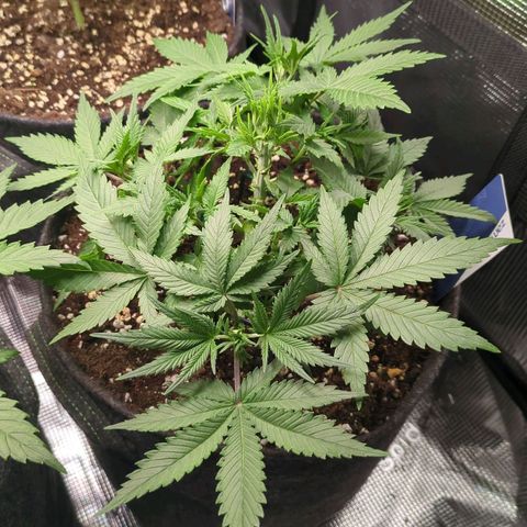 Cream Caramel Auto 2 growlog timeline photo