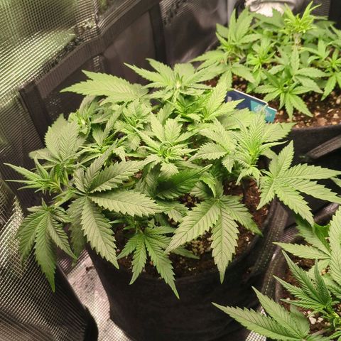 Cream Caramel Auto 1 growlog timeline photo