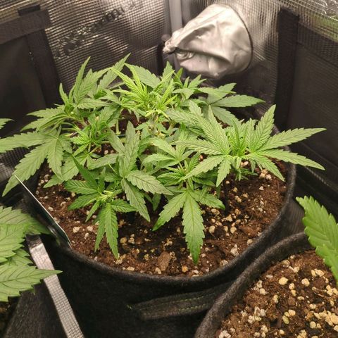 White Widow Automatic growlog timeline photo