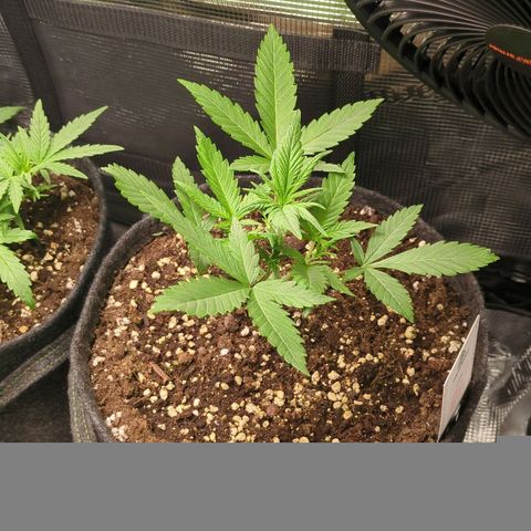 Cream Caramel Auto 3 growlog timeline photo