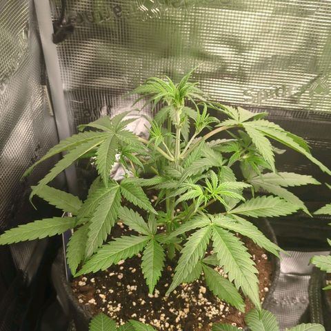 Cream Caramel Auto 3 growlog timeline photo
