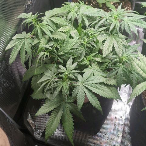 Cream Caramel Auto 1 growlog timeline photo