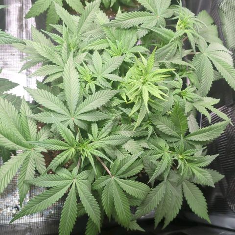 Cream Caramel Auto 2 growlog timeline photo