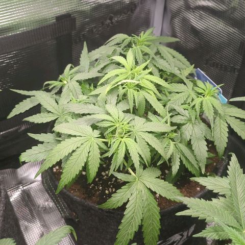White Widow Automatic growlog timeline photo