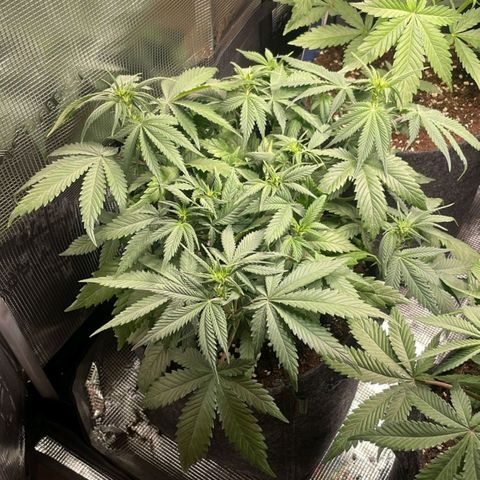 Cream Caramel Auto 1 growlog timeline photo