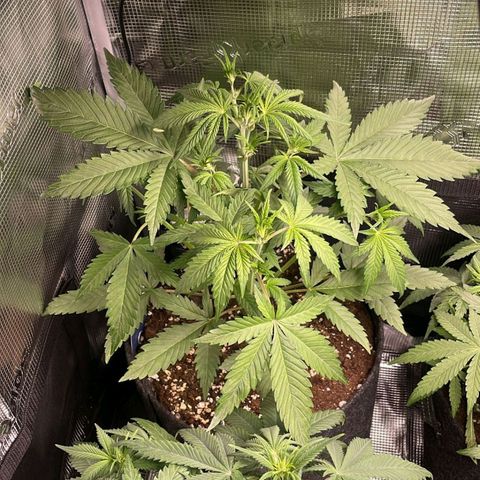 Cream Caramel Auto 3 growlog timeline photo