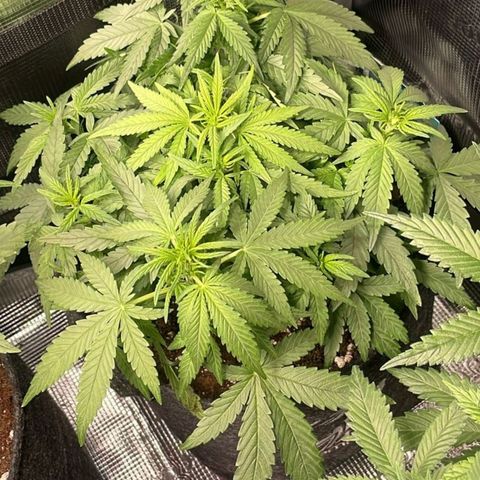 White Widow Automatic growlog timeline photo