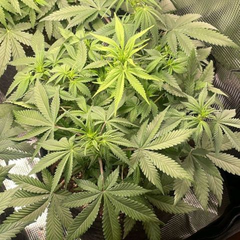 Cream Caramel Auto 2 growlog timeline photo