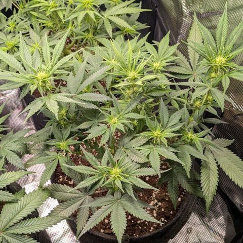 Cream Caramel Auto 2 growlog timeline photo