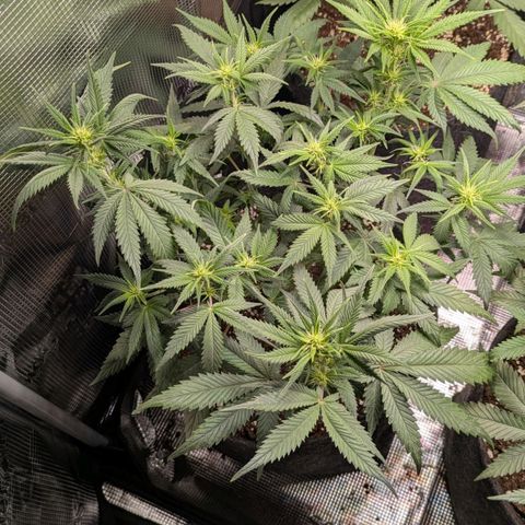Cream Caramel Auto 1 growlog timeline photo