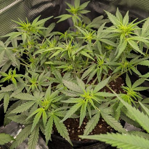 White Widow Automatic growlog timeline photo