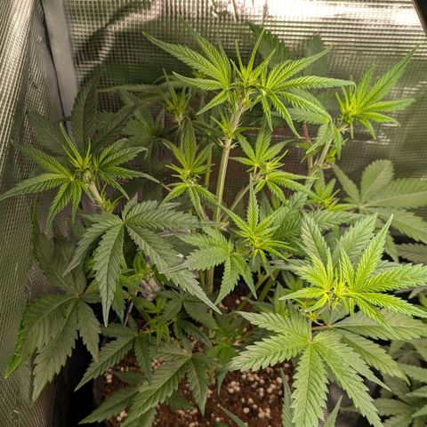 Cream Caramel Auto 3 growlog timeline photo