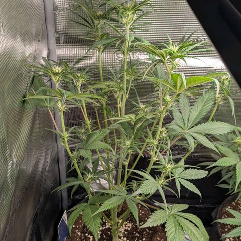Cream Caramel Auto 3 growlog timeline photo