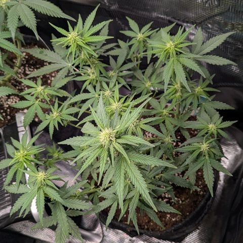 White Widow Automatic growlog timeline photo