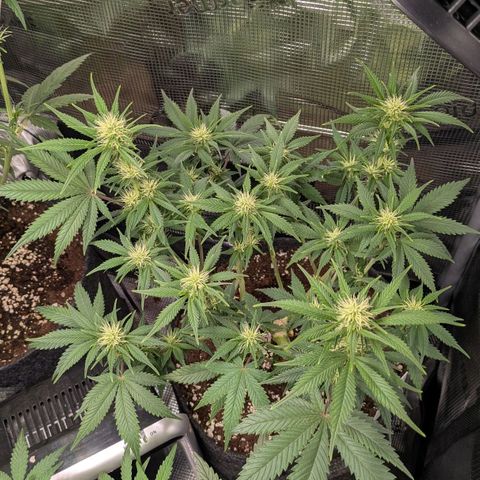 Cream Caramel Auto 2 growlog timeline photo