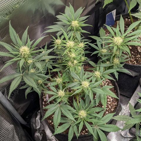 Cream Caramel Auto 1 growlog timeline photo