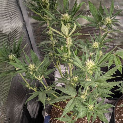 Cream Caramel Auto 3 growlog timeline photo