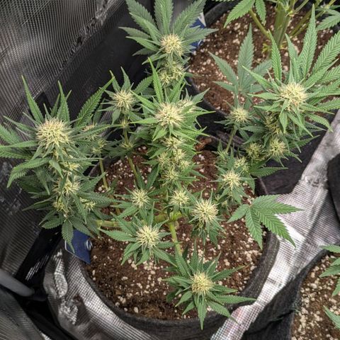 Cream Caramel Auto 1 growlog timeline photo