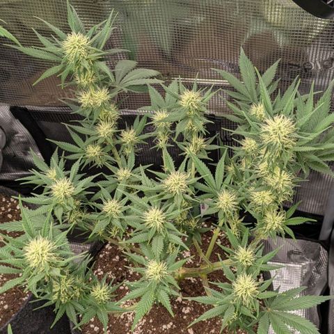 Cream Caramel Auto 2 growlog timeline photo