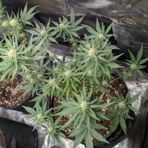 White Widow Automatic growlog timeline photo