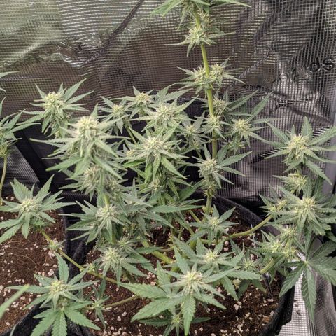 White Widow Automatic growlog timeline photo