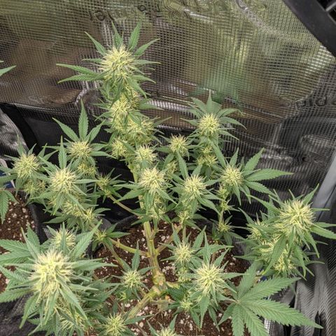 Cream Caramel Auto 1 growlog timeline photo