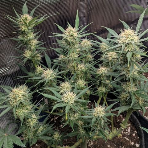 Cream Caramel Auto 2 growlog timeline photo