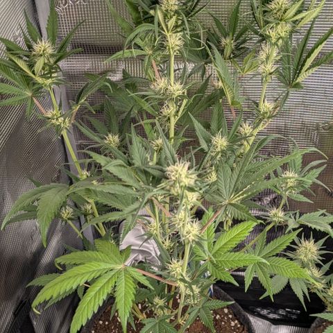 Cream Caramel Auto 3 growlog timeline photo