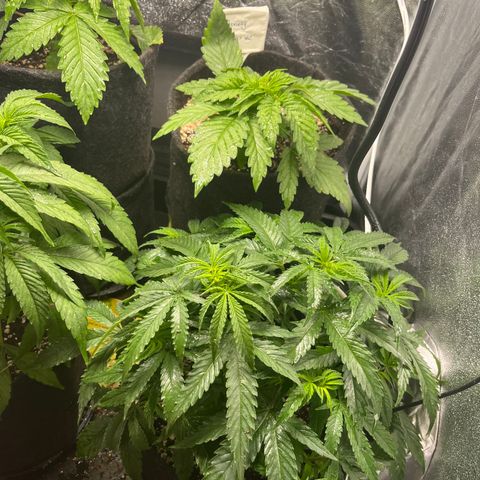 Monkey Fever #2 growlog timeline photo
