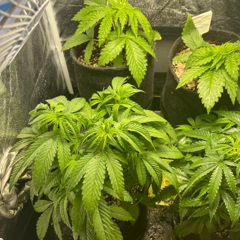 Monkey Fever #2 growlog timeline photo