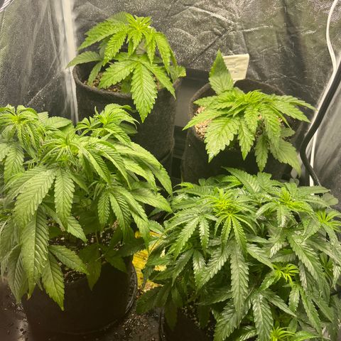 Monkey Fever #2 growlog timeline photo