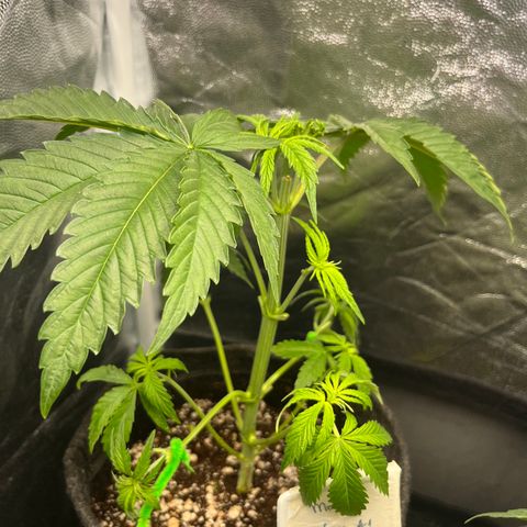 Monkey Fever #1 growlog timeline photo