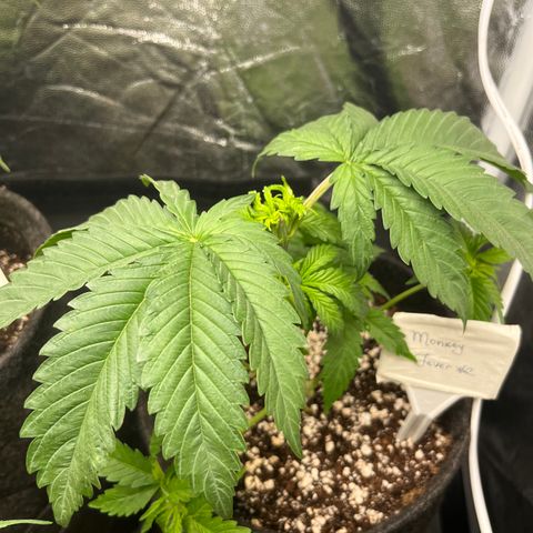 Monkey Fever #2 growlog timeline photo
