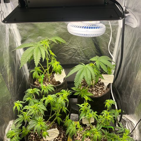 Monkey Fever #2 growlog timeline photo
