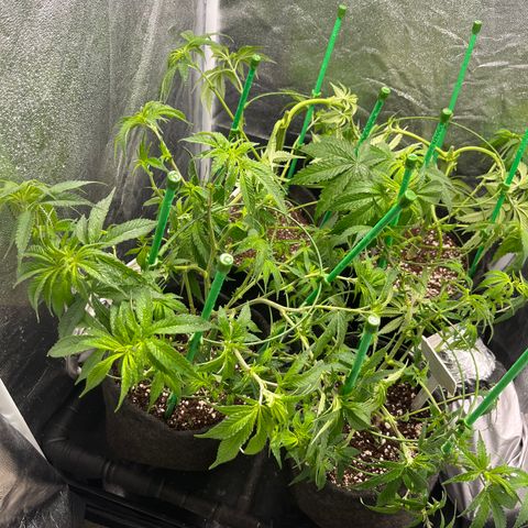 Monkey Fever #2 growlog timeline photo