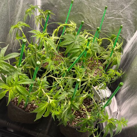 Monkey Fever #2 growlog timeline photo