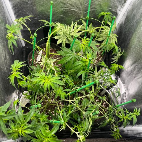 Monkey Fever #2 growlog timeline photo