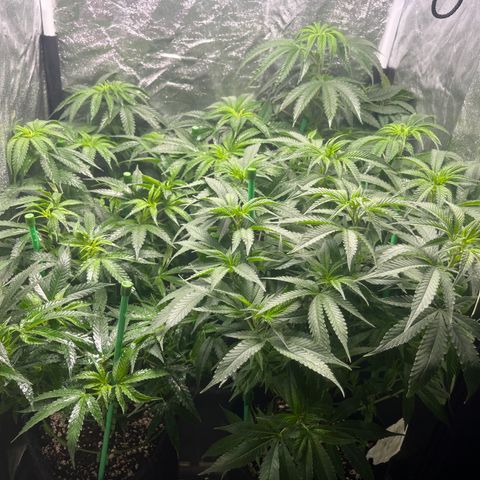 Monkey Fever #2 growlog timeline photo