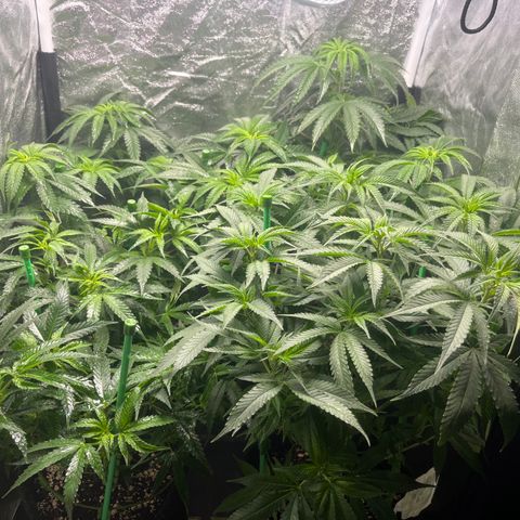 Monkey Fever #2 growlog timeline photo
