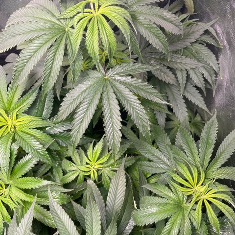 Monkey Fever #1 growlog timeline photo