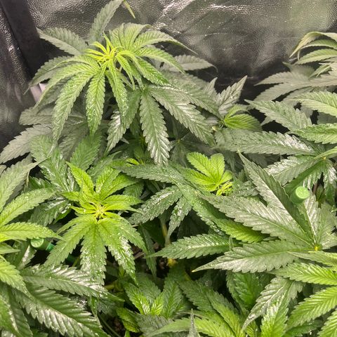 Monkey Fever #2 growlog timeline photo