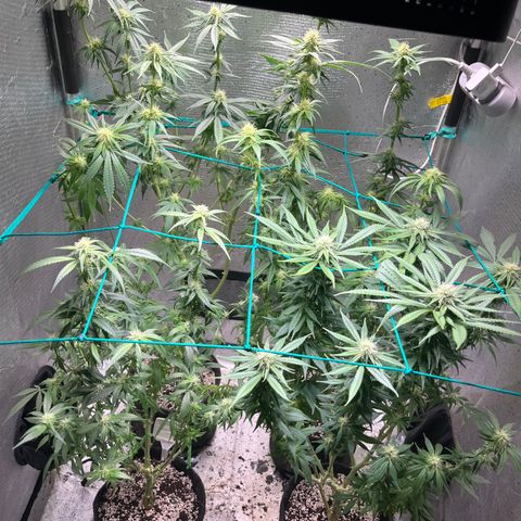 Monkey Fever #2 growlog timeline photo