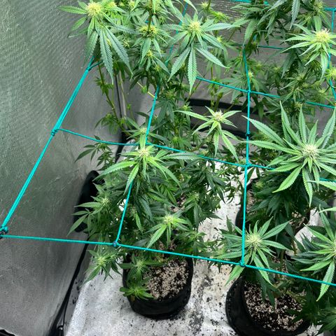 Monkey Fever #2 growlog timeline photo