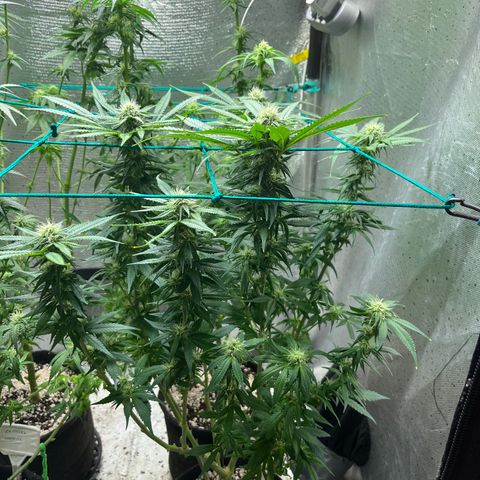 Monkey Fever #2 growlog timeline photo