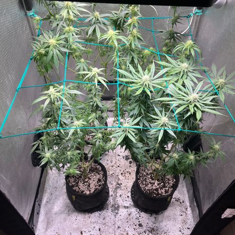 Monkey Fever #2 growlog timeline photo