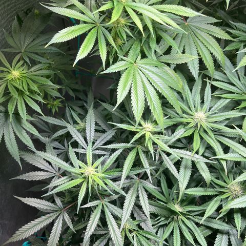 Monkey Fever #2 growlog timeline photo