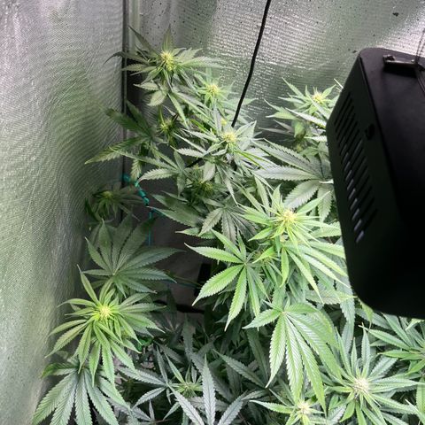 Monkey Fever #2 growlog timeline photo